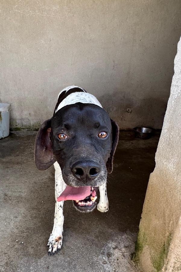 Razzo, simil Pointer 5 anni taglia media – dolce e socievole Foto 2
